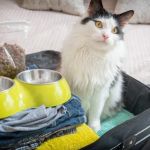 Top 10 Travel Safety Tips Every Cat Owner in the UK Should Know