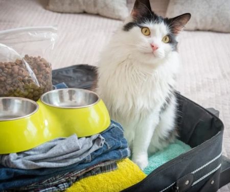 Top 10 Travel Safety Tips Every Cat Owner in the UK Should Know