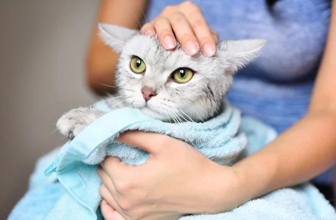 UK Pet Owner’s Guide to Skin and Coat Care for Kittens