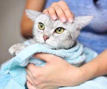 UK Pet Owner’s Guide to Skin and Coat Care for Kittens