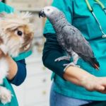 Complete Guide to Preventive Care for Exotic Pets