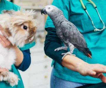Complete Guide to Preventive Care for Exotic Pets