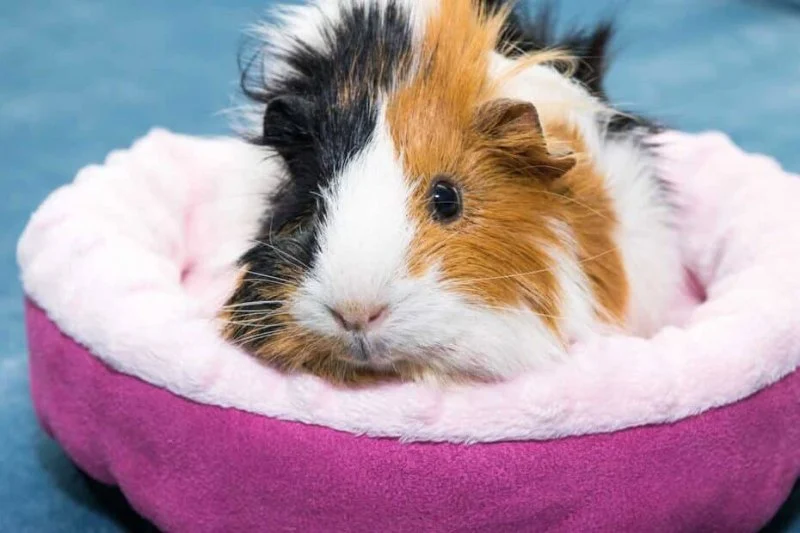 How to Improve Guinea Pigs Adoption Guide at Home