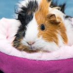 How to Improve Guinea Pigs Adoption Guide at Home
