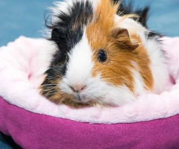 How to Improve Guinea Pigs Adoption Guide at Home
