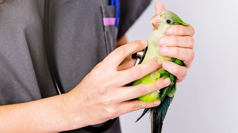 The Importance of Health Checkups for Birds – UK Edition