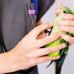 The Importance of Health Checkups for Birds – UK Edition