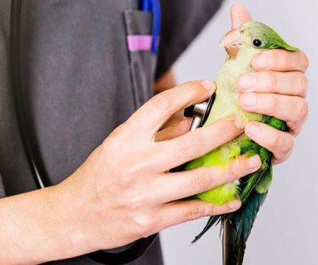 The Importance of Health Checkups for Birds – UK Edition