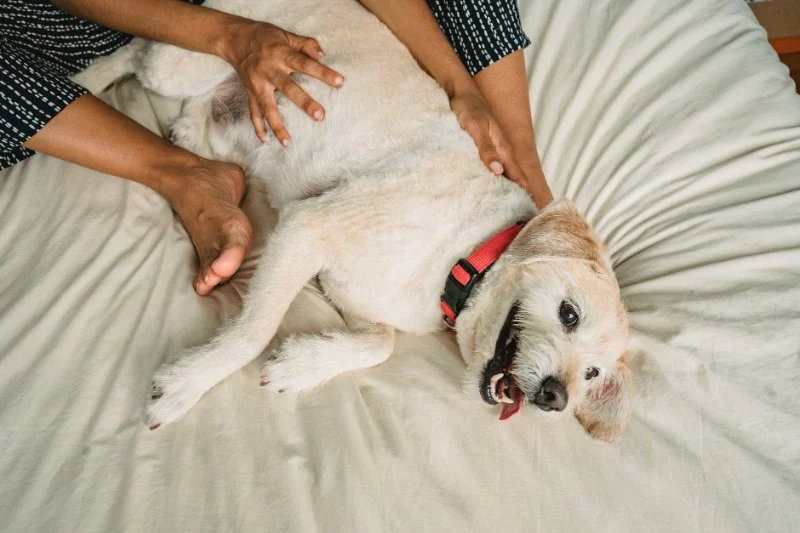 UK Pet Owner’s Guide to Preventive Care for Dogs