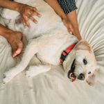 UK Pet Owner’s Guide to Preventive Care for Dogs