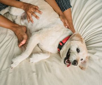 UK Pet Owner’s Guide to Preventive Care for Dogs