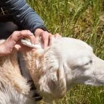 Top 10 Parasite Prevention Every Exotic Pets Owner in the UK Should Know