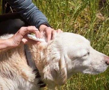 Top 10 Parasite Prevention Every Exotic Pets Owner in the UK Should Know