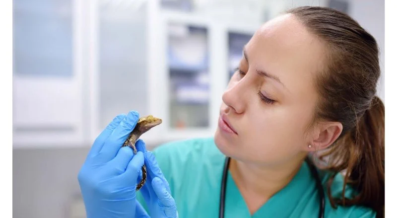 How to Improve Reptiles' Common Illnesses at Home