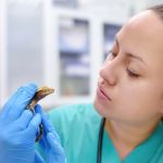 How to Improve Reptiles' Common Illnesses at Home