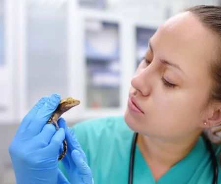 How to Improve Reptiles' Common Illnesses at Home