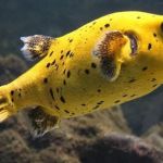 How to Improve Fish Exercise and Fitness at Home