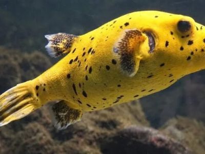 How to Improve Fish Exercise and Fitness at Home