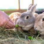 Emergency Vet Advice Tips for Rabbits: What UK Pet Owners Need to Know