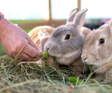 Emergency Vet Advice Tips for Rabbits: What UK Pet Owners Need to Know