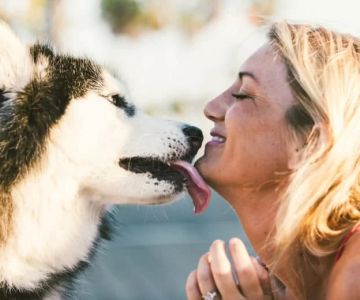 htmlCopy codeHow to Improve Dogs Adoption Guide at Home