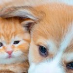 Complete Guide to Puppy and Kitten Care for Dogs | RegPets