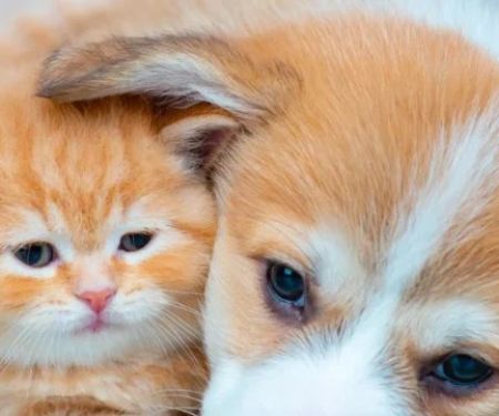 Complete Guide to Puppy and Kitten Care for Dogs | RegPets