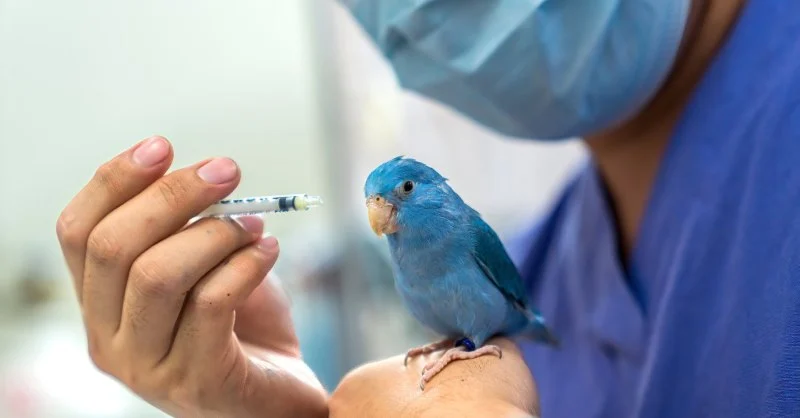 Complete Guide to Emergency Vet Advice for Birds