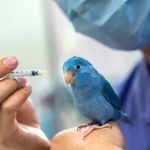 Complete Guide to Emergency Vet Advice for Birds
