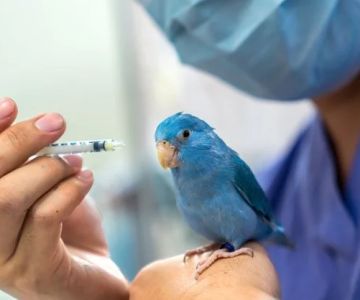 Complete Guide to Emergency Vet Advice for Birds