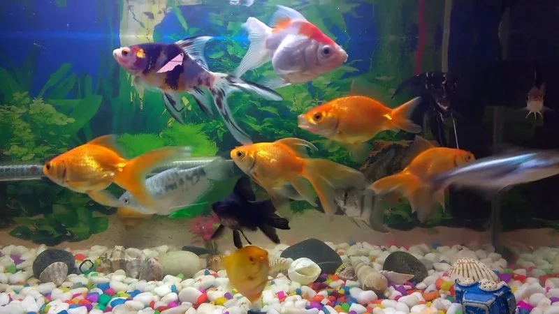 Health Checkups Explained: Keeping Your Fish Healthy in the UK