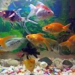 Health Checkups Explained: Keeping Your Fish Healthy in the UK