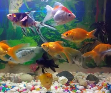Health Checkups Explained: Keeping Your Fish Healthy in the UK