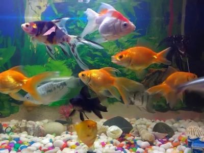 Health Checkups Explained: Keeping Your Fish Healthy in the UK