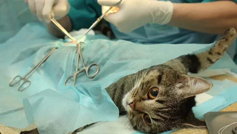 Best Practices for Spaying and Neutering in Cats | RegPets