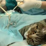 Best Practices for Spaying and Neutering in Cats | RegPets