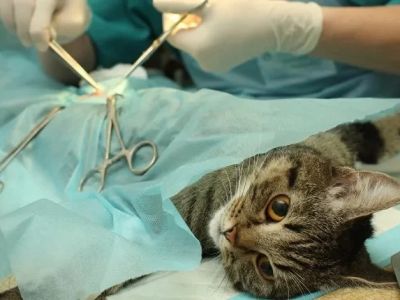 Best Practices for Spaying and Neutering in Cats | RegPets