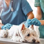 How to Improve Exotic Pets Spaying and Neutering at Home