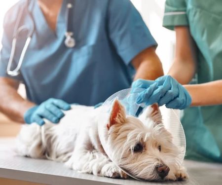 How to Improve Exotic Pets Spaying and Neutering at Home