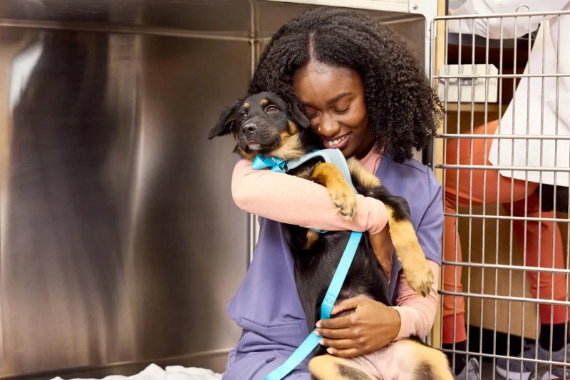 Top 10 Preventive Care Every Puppies Owner in the UK Should Know