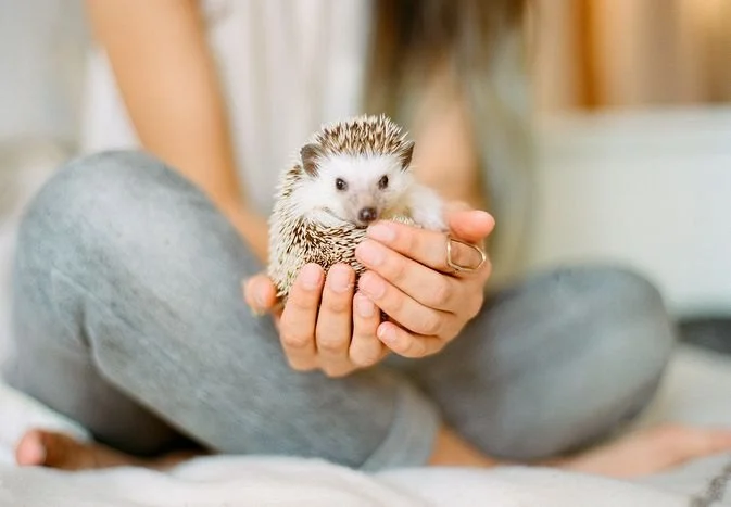 The Importance of Adoption Guide for Exotic Pets – UK Edition