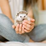 The Importance of Adoption Guide for Exotic Pets – UK Edition