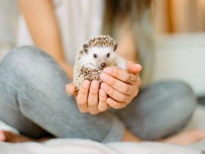 The Importance of Adoption Guide for Exotic Pets – UK Edition