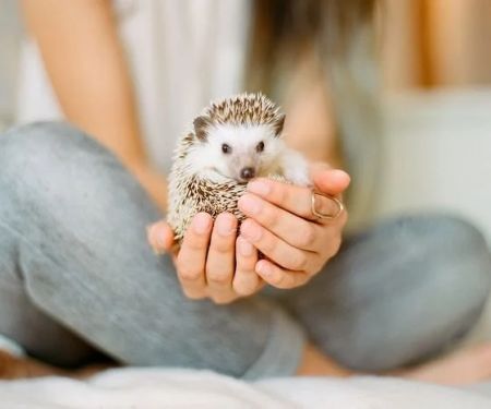 The Importance of Adoption Guide for Exotic Pets – UK Edition