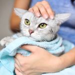 Best Practices for Skin and Coat Care in Kittens