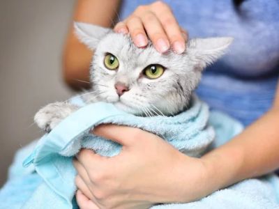 Best Practices for Skin and Coat Care in Kittens