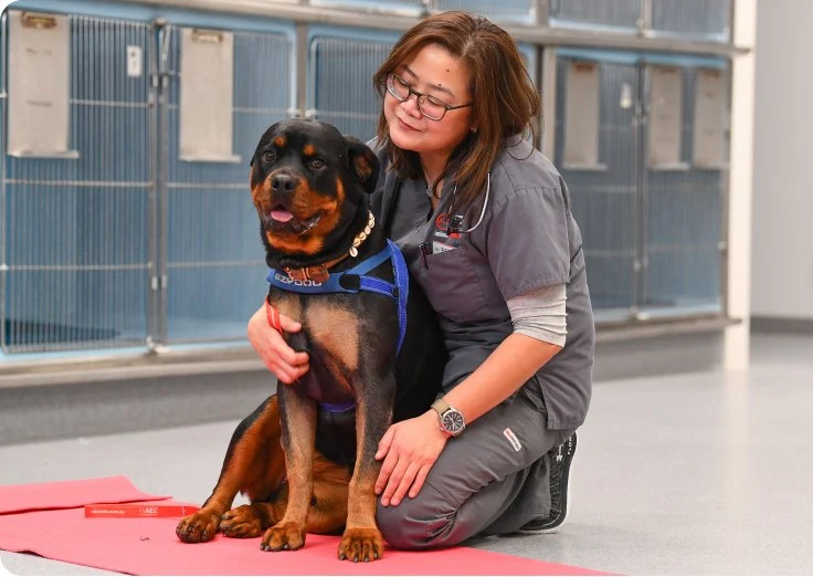 The Importance of Emergency Vet Advice for Senior Pets – UK Edition