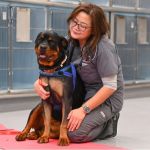 The Importance of Emergency Vet Advice for Senior Pets – UK Edition