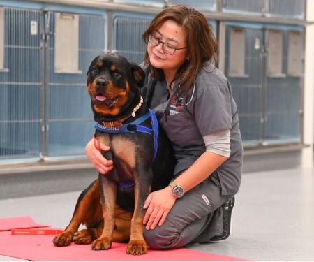 The Importance of Emergency Vet Advice for Senior Pets – UK Edition