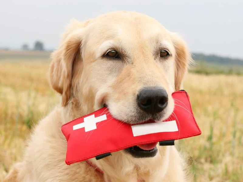 Expert Vet Advice on First Aid Tips for Dogs
